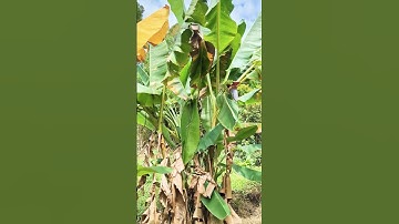 Review cây chuối rừng 😍 lần đầu tiên thấy cây chuối rừng rất đẹp nhưng chưa chín😜 #foryou #funny