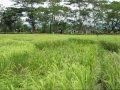 Tribun Jogja, Crop Circle di Sleman-Indonesia