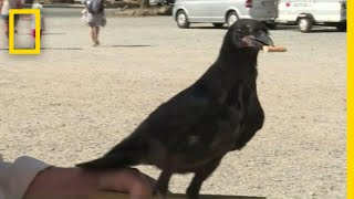 Crows Trained to Pick Up Trash Teach Humans A Lesson | National Geographic