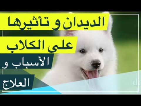 فيديو: الديدان في الكلاب: الأسباب والأعراض والعلاج