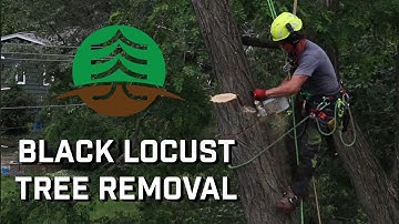 Black Locust Tree Removal | Eco Tree Company | Madison, WI