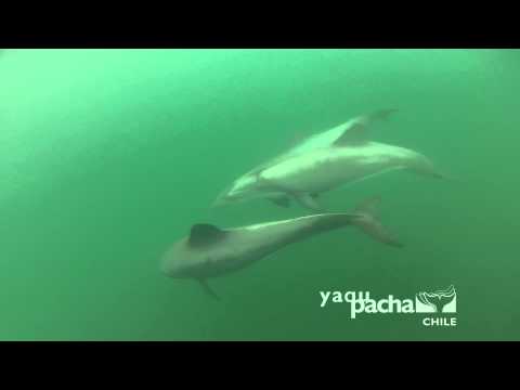 Delfín chileno - Chilean dolphin - Yaqu Pacha Chile