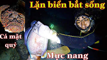 Lặn Biển Trên Trường Sa Bắt Sống Mực Nang Và Cá Mặt Quỷ Cực Đã