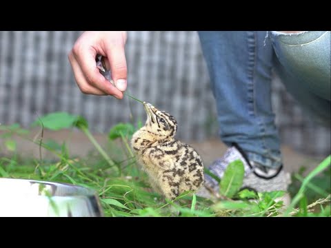 У нас появились на свет четыре дрофенка 🐣
