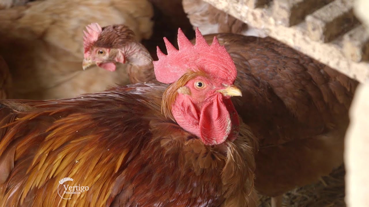 Prva registrovana farma Banatskog golosijana u Kikindi - U nasem ataru 881