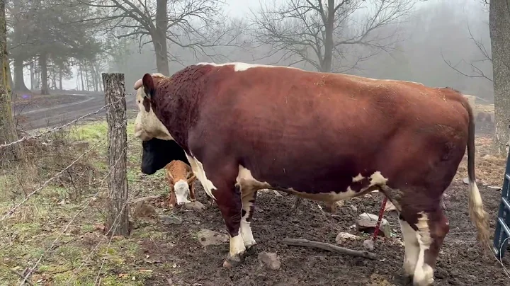 Rufus is a big boy #rufusthebull #cow #cattlefarm