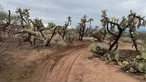 Morning Ride Through the Desert