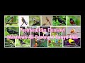Suara Semua Burung Cocok Untuk Masteran Kacer Murai Kenari Cendet Dll Hd Mp3 - Mp4 Download
