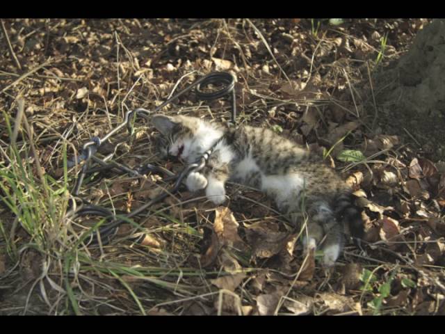 Piège pour capturer les animaux errants et chats sauvages