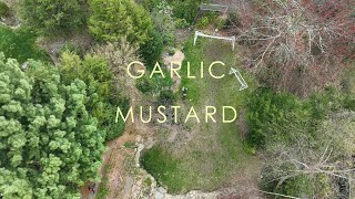 Garlic Mustard Invasive Plant Education. Here is how we treat Garlic Mustard.