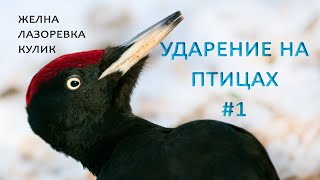 Желна, лазоревка, кулик. Ударение на птицах #1