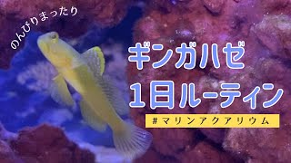 【マリンアクアリウム】ギンガハゼの1日ルーティン