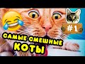 ПРИКОЛЫ 2020 ЛУЧШИЕ ДО СЛЕЗ | ПРИКОЛЫ С КОТАМИ | СМЕШНЫЕ ВИДЕО С ЖИВОТНЫМИ #1