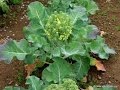 Cultivo de Brocoli y Coliflor - TvAgro por Juan Gonzalo Angel