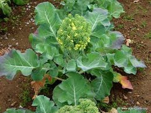 Video: Transportador De Coliflor