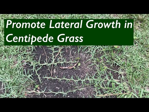 BARE SPOTS in Centipede Lawn | Promote lateral growth and spreading of the stolons/runners