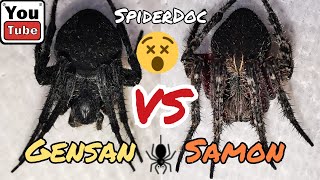 GENSAN Black Panther vs SAMON of Isabela. Legendary Fight! Spider Fight.