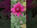 Осенняя ЛЮБОВЬ! Желаю Вам счастливого вечера!