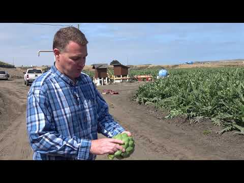 Artichoke Production in California