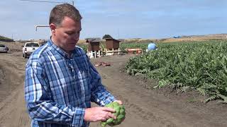 The central coast of california is major artichoke producing area
united states, 80% nation’s artichokes. near ideal growing
conditions cool weather and abundant ...