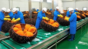 Hoe miljoenen zee-egels binnenshuis worden gekweekt - Een kijkje in de geavanceerde Japanse zee-e...