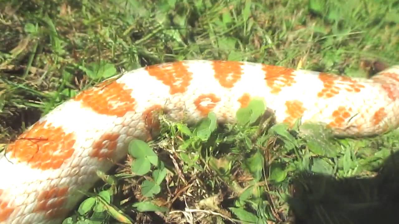 candy cane corn snake genetics Little Things Make A Big Difference