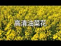 油菜花 Cole Flowers 4K视频测试，3840x2160 4k 60fps video test #科技分享
