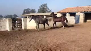 Yegua y caballo.establos de inseminacion natural de caballo y yegua.