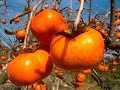 Caqui: Una poderosa fruta que te puede sanar más de 5 enfermedades