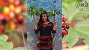 LỄ RƯỚC THẦN SÂM NGỌC LINH