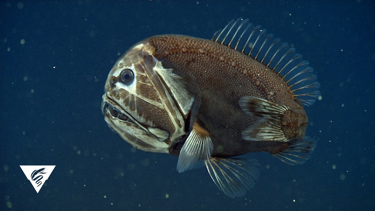 Blobfish: Adaptation as a Deep Sea Fish & More - Fish Laboratory