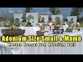 Kontes Adenium Ukuran Small Dan Mame Di Acara Kontes Bonsai Dan Adenium Sanur Kaja Bali 2022