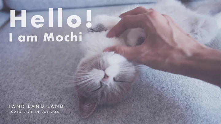 Watch the video about 【Cat Vlog】Hello ! I am MOCHI🐈 British shorthair｜Kitten｜Baby cat ｜London ｜UK