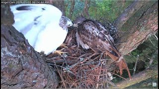 Angel Leucistic Red-tailed Hawk ~ Angel & Tom Visit The Nest 🐦  Window To Wildlife 5.2.24