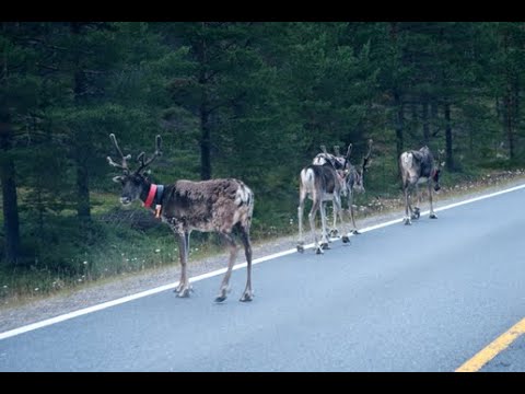 Video: Jak Požádat O Vízum Do Finska