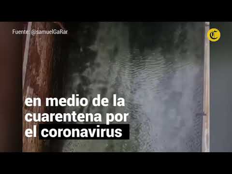 coronavirus:-los-efectos-positivos-de-la-cuarentena-en-el-medio-ambiente