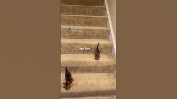 Stairs are very treacherous 🐱 (Not my video) 🎥 unamamiloca