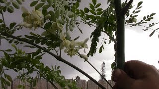 Moringa Tree progress before rain storm