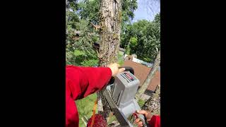 CHAINSAW TILT OVER #skill #climb #watch #satisfying #log #golf #hole #in #one #win #power #tools #go