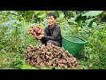 Harvesting Galangal Roots Goes to the market sell - Cooking