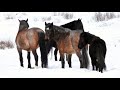 Alberta Wild Horses coping after long brutal winter 2018