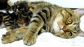 Mom is everything! Cutest cat ever!