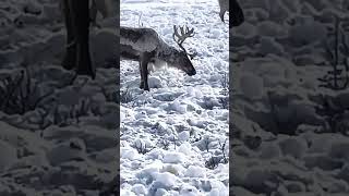 Каслание на север / Дневник Оленевода - Люди тундры Ямала