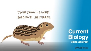 Sexual maturation during hibernation / Curr. Biol., March 3, 2022 (Vol. 32, Issue 8)