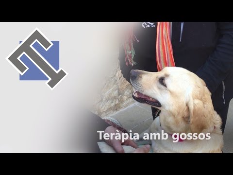 Vídeo: Teràpia Amb Làser Per A Gossos