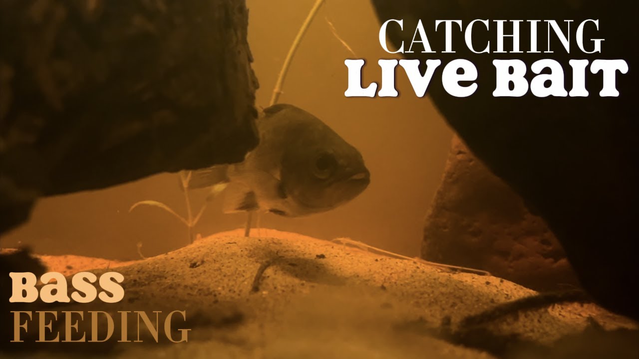 How to Catch LIVE BAIT In Freshwater 