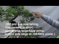 Big size pine tree Bonsai. Part 2. Which buds (sprout) do we cut ?