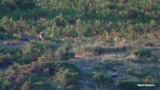 Lobo ibérico en Galicia: El regreso