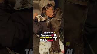 Celebrity All The Dogs Juice WRLD Owned 🐶 Wealth