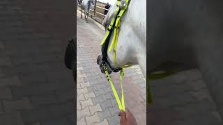 جولات ركوب الخيول في إربيل